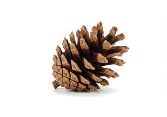 Pine cones isolated on white background for natural holiday decoration