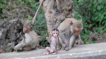 Mother monkey with baby monkey