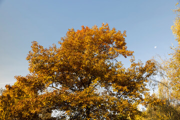 Naklejka premium oak tree growing in the autumn , long oak branches with yellowing foliage in sunny weather in autumn, closeup