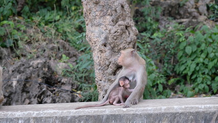 Mother monkey with baby monkey