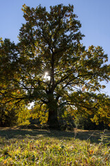 Fototapeta premium wet sweet pears of white color with spots on the skin close up