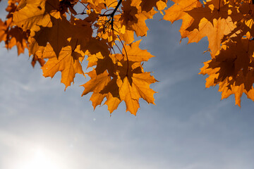 Maple foliage in the autumn against the sky in sunny weather, maple foliage during the fall of leaves in Indian summer, close up