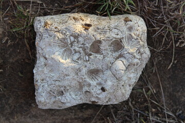 fossil, limestone, stone