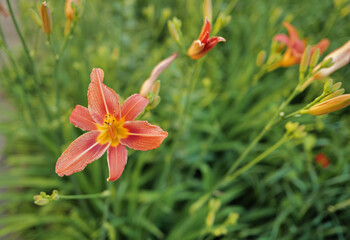 flowers. light summer day photography