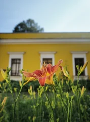 flowers. light summer day photography © Anna Ismagilova