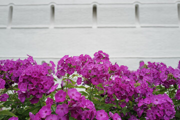 flowers. light summer day photography