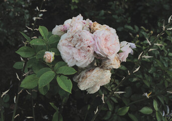 flowers. light summer day photography