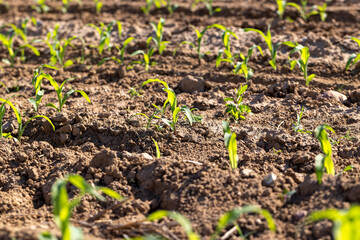 monocultural field with fresh corn sprouts in fertile soil with fertilizers. corn grows in rows
