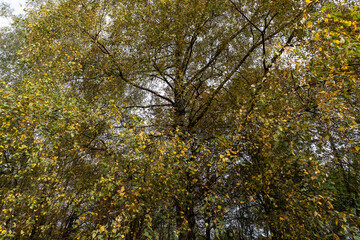 foliage of a birch tree in the autumn season against the sky, autumn changes in the birch foliage of trees in the park