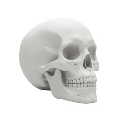 Hyper-realistic, anatomically accurate human skull model crafted from smooth, matte white plastic, distinctly showing bone sutures and dental structure, against a transparent seamless background with