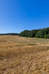 yellow straw and stubble that remained after harvesting cereals in clear sunny weather with a blue sky, landscape photography