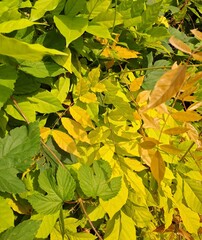 Obraz premium yellow maple leaves in garden