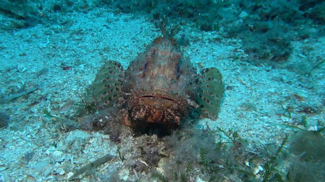 Cabracho en la arena