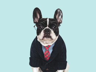 Stylish dog, glasses, blue shirt and red tie. Serious dog. Studio shot, isolated background. Closeup, indoors. Pets care concept