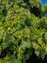 Weibliche Zapfen der Lawsons Scheinzypresse, Chamaecyparis lawsonian