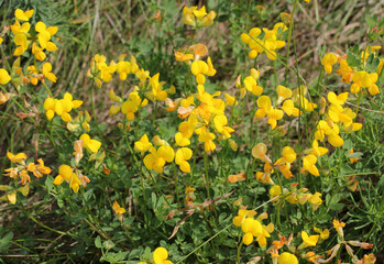 Fototapeta premium Lotus corniculatus grows among the grasses in the meadow