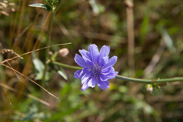 Common chicory plant blooming in a meadow