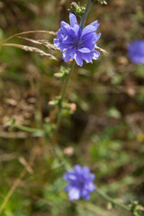 Common chicory plant blooming in a meadow