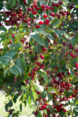 Ripe Cherries on a tree in the summer 