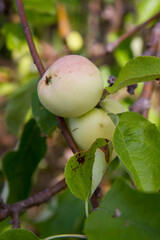 White Transparent Apples on a branch 