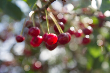 Ripe Cherries on a tree in the summer 