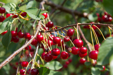 Ripe Cherries on a tree in the summer 