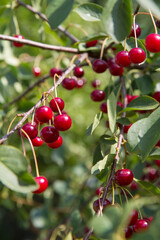 Ripe Cherries on a tree in the summer 