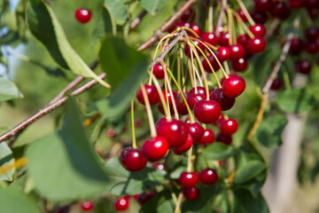 Ripe Cherries on a tree in the summer 