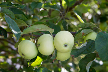 White Transparent Apples on a branch 