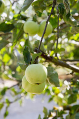 White Transparent Apples on a branch 