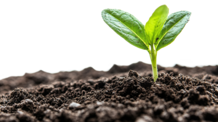 Young Plant Sprout Growing in Soil Background