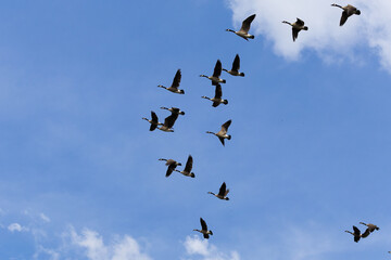 A flock of Geese flying over a lake at West Point Dam in Alabama.