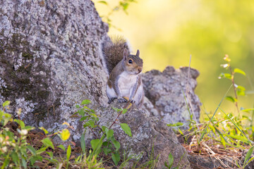 Grey Squirrel sitting on a tree stump at West Point Dam in Alabama.