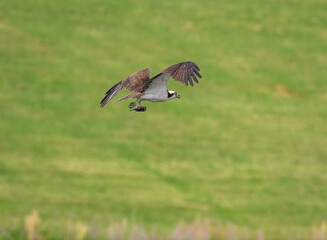 Osprey fishing eagle flying over a lake at West Point Dam in Alabama.