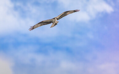Osprey fishing eagle flying over a lake at West Point Dam in Alabama.