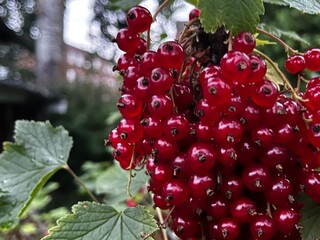 red currant berries