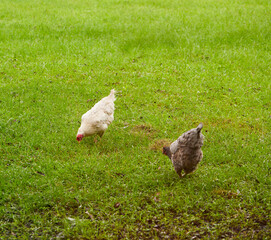 Backyard hens searching for insects in the freshly cut grass, enjoying a chickens life!!