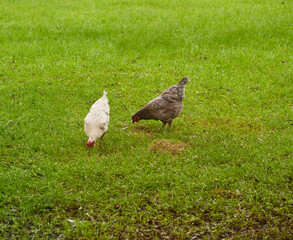 Backyard hens searching for insects in the freshly cut grass, enjoying a chickens life!!