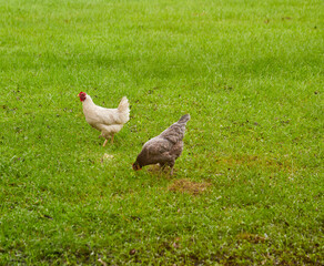 Backyard hens searching for insects in the freshly cut grass, enjoying a chickens life!!