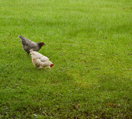 Backyard hens searching for insects in the freshly cut grass, enjoying a chickens life!!