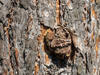 Maritime Pine, Pinus pinaster trunk symbol. Texture made of maritime pine tree bark. Beautiful Maritime Pine, Pinus pinaster trunk background. Conceptual image. Peaceful nature.