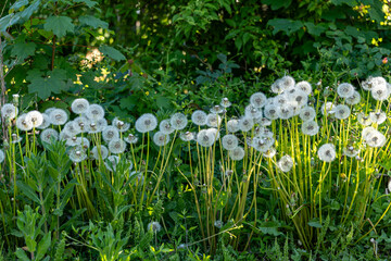 Spring seeds in mornig light