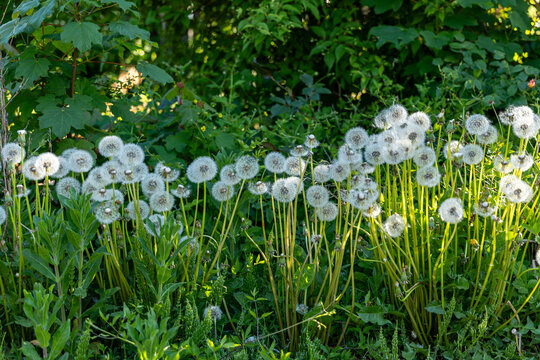 Spring seeds in mornig light