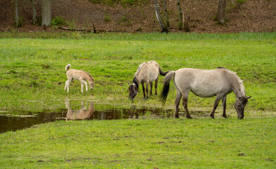 Obraz premium A family of wild horses with a newborn foal grazes in a vibrant green meadow. The horses are reflected in a pool of water, creating a serene and idyllic pastoral scene of new life in nature