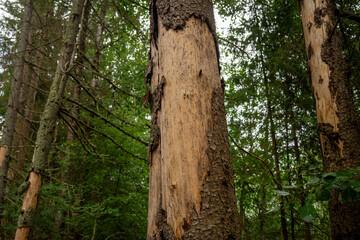 A tree trunk destroyed by a bark beetle.The death of the green forest from pests.