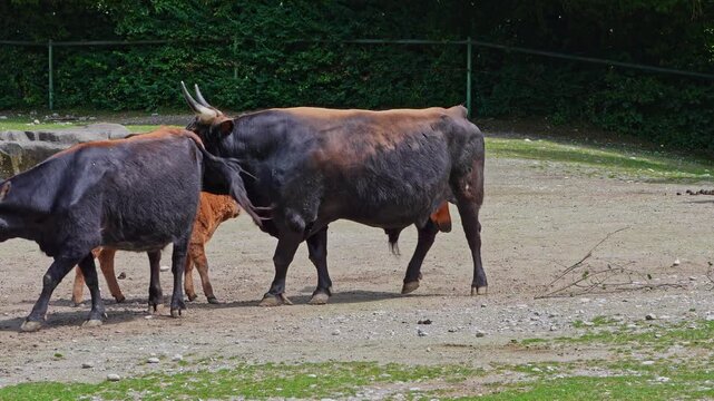 Family of Aurochs, Heck cattle, Bos primigenius taurus, claimed to resemble the extinct aurochs. Domestic highland cattle