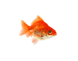 Fototapeta premium One small beautiful goldfish isolated on white