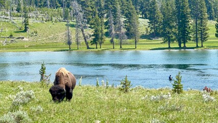 American Bison