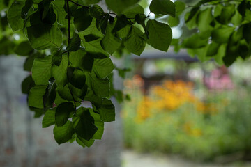 Delikatne liście na rozmazanym tle © Magdalena