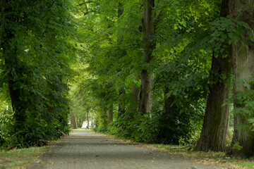 Piękna, zielona aleja parkowa w Koszalinie © Magdalena